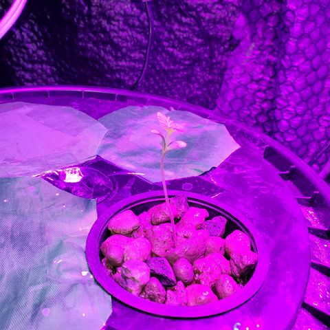 Unknown strain growlog timeline photo