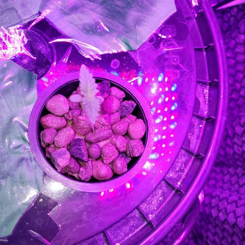 Unknown strain growlog timeline photo