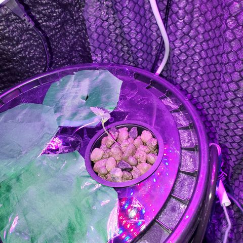 Unknown strain growlog timeline photo