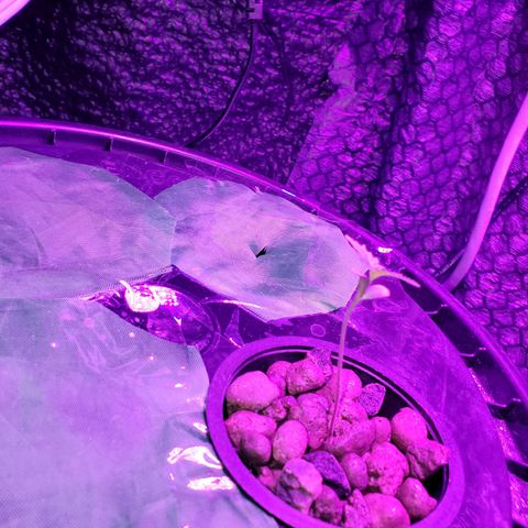 Unknown strain growlog timeline photo