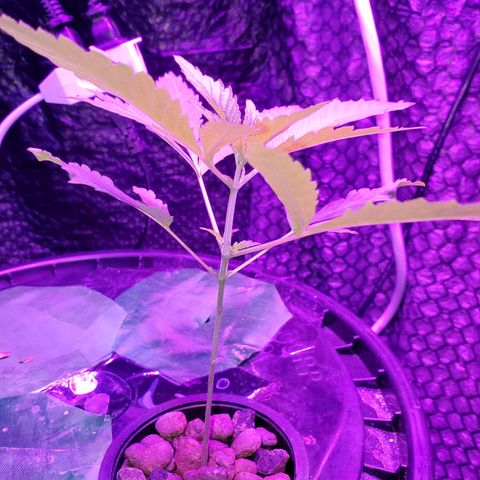 Unknown strain growlog timeline photo