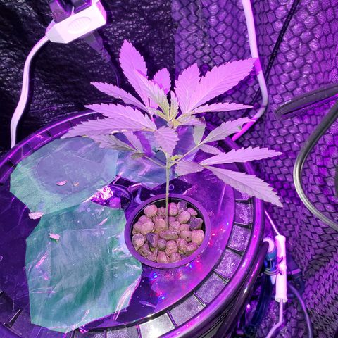 Unknown strain growlog timeline photo