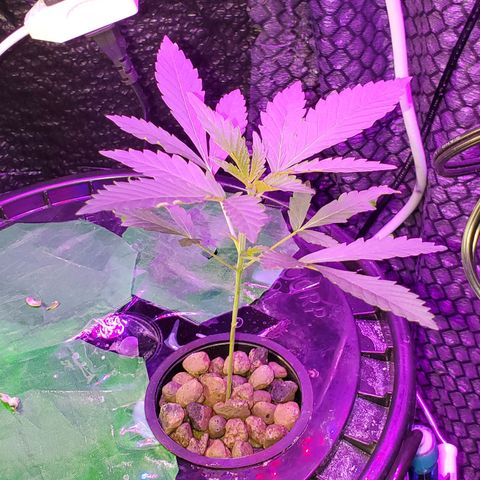 Unknown strain growlog timeline photo