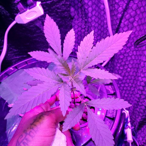 Unknown strain growlog timeline photo