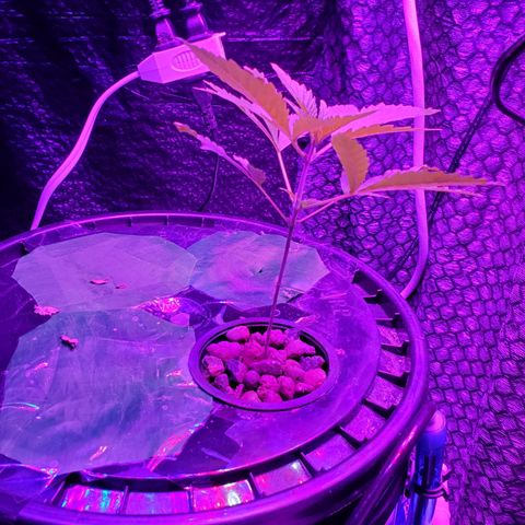 Unknown strain growlog timeline photo