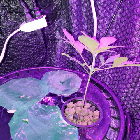 Unknown strain growlog timeline photo
