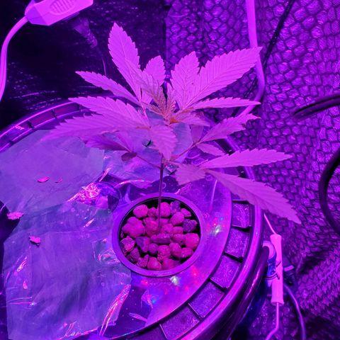 Unknown strain growlog timeline photo