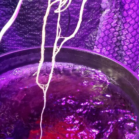 Unknown strain growlog timeline photo