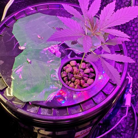 Unknown strain growlog timeline photo