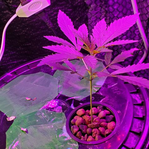 Unknown strain growlog timeline photo