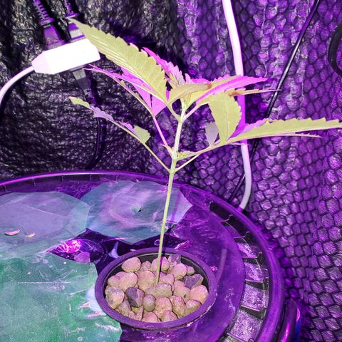 Unknown strain growlog timeline photo