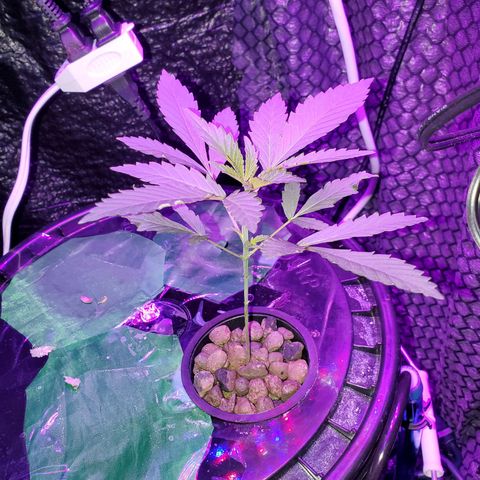 Unknown strain growlog timeline photo