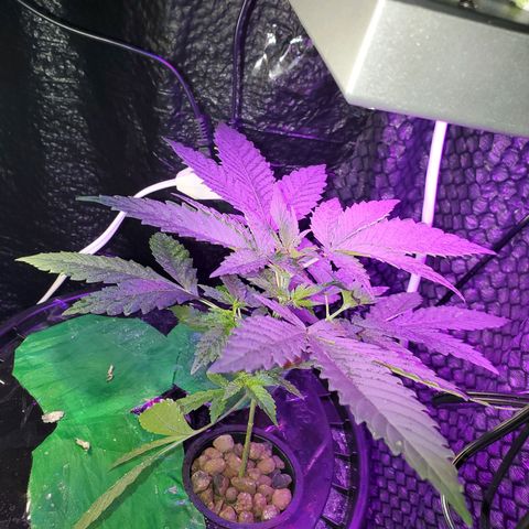 Unknown strain growlog timeline photo