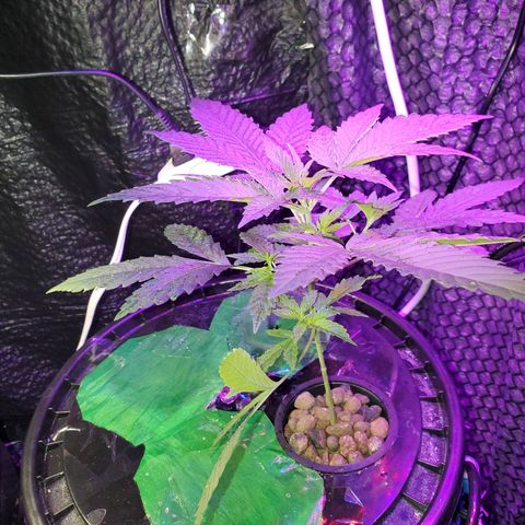 Unknown strain growlog timeline photo