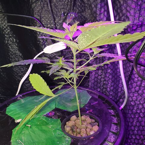 Unknown strain growlog timeline photo