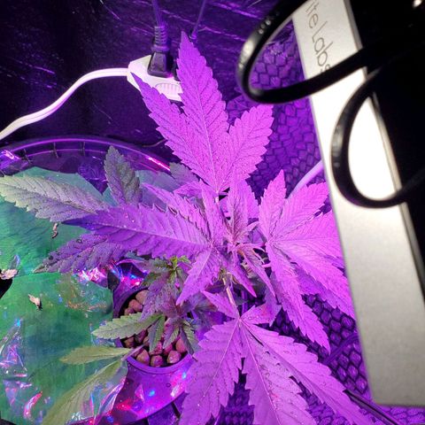 Unknown strain growlog timeline photo