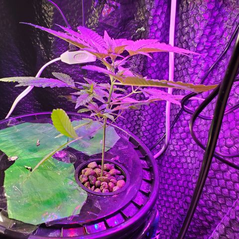 Unknown strain growlog timeline photo