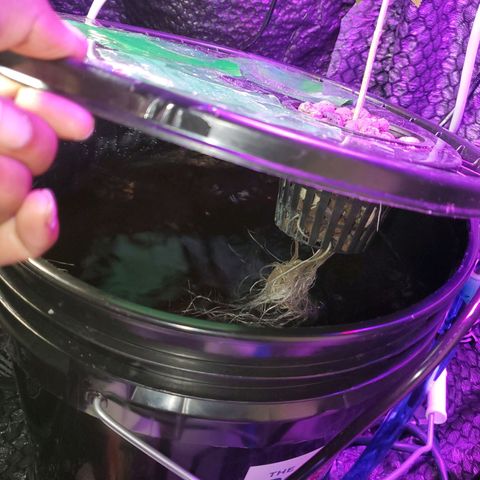 Unknown strain growlog timeline photo