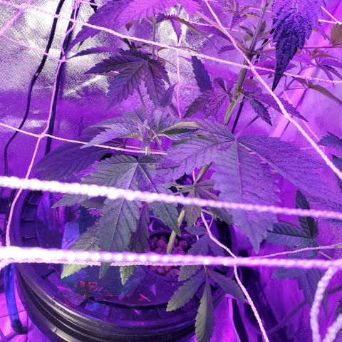 Unknown strain growlog timeline photo