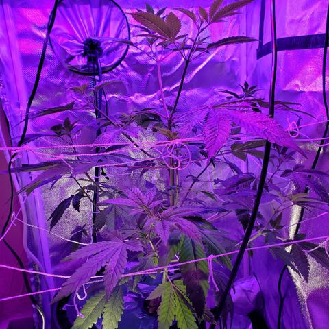 Unknown strain growlog timeline photo