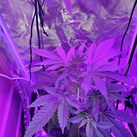 Unknown strain growlog timeline photo