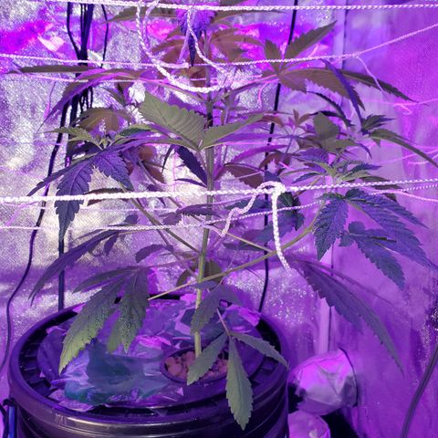Unknown strain growlog timeline photo
