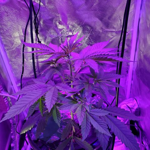 Unknown strain growlog timeline photo