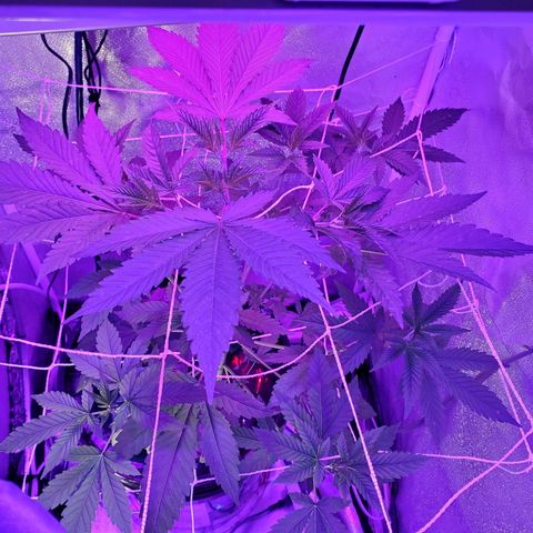 Unknown strain growlog timeline photo