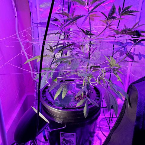 Unknown strain growlog timeline photo