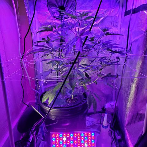 Unknown strain growlog timeline photo