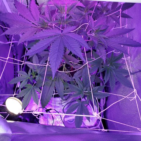 Unknown strain growlog timeline photo