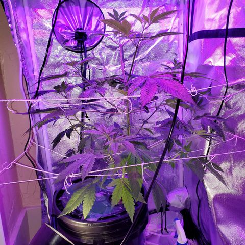 Unknown strain growlog timeline photo