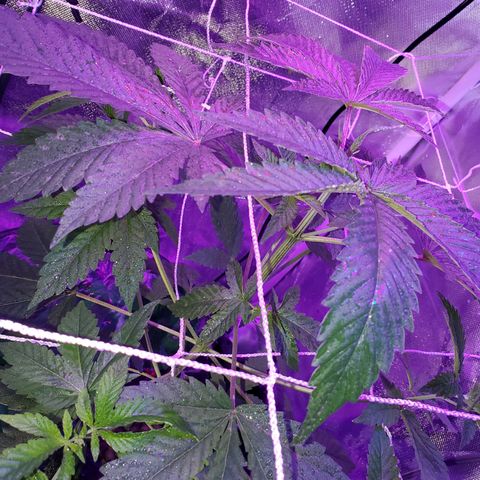 Unknown strain growlog timeline photo