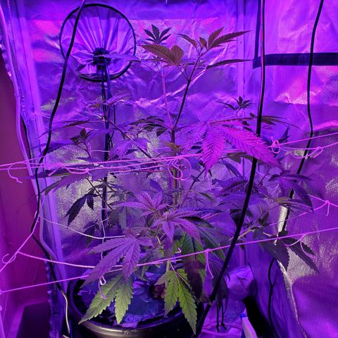 Unknown strain growlog timeline photo