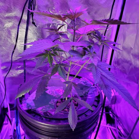 Unknown strain growlog timeline photo