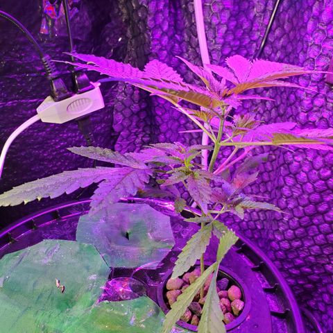 Unknown strain growlog timeline photo