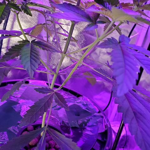 Unknown strain growlog timeline photo