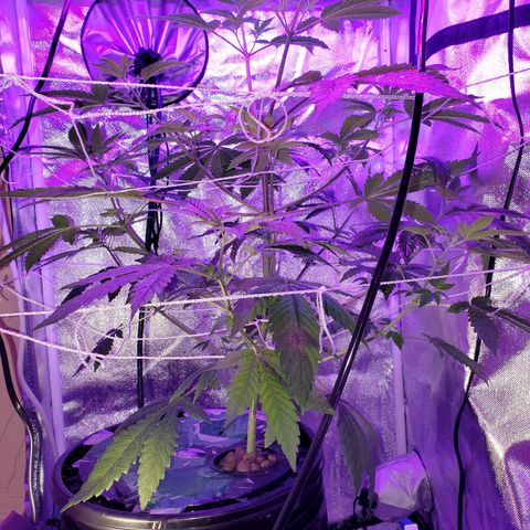 Unknown strain growlog timeline photo