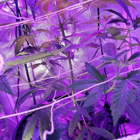 Unknown strain growlog timeline photo