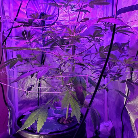 Unknown strain growlog timeline photo