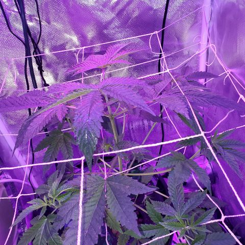 Unknown strain growlog timeline photo