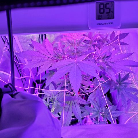 Unknown strain growlog timeline photo