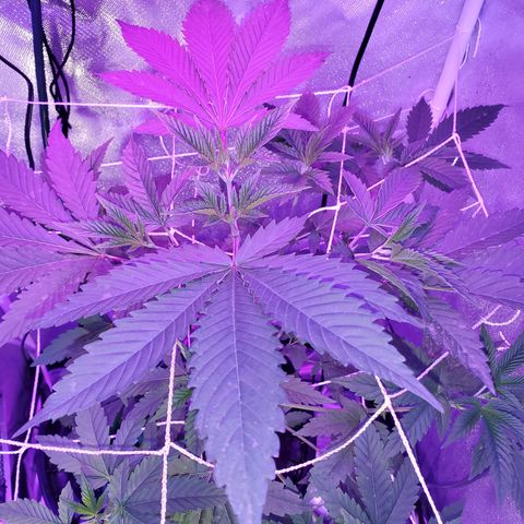 Unknown strain growlog timeline photo