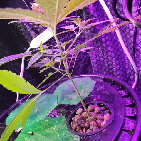 Unknown strain growlog timeline photo