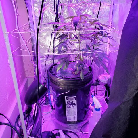Unknown strain growlog timeline photo