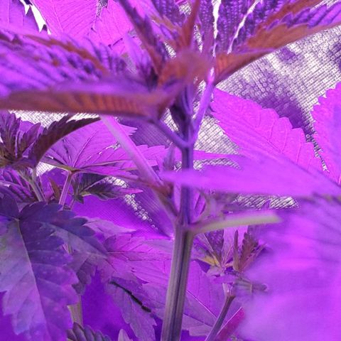 Unknown strain growlog timeline photo