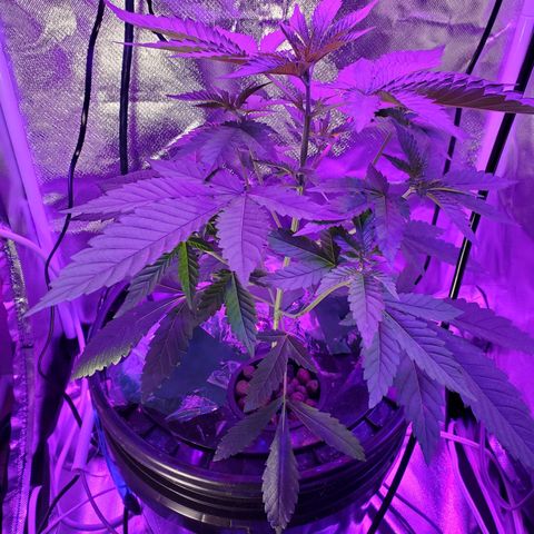 Unknown strain growlog timeline photo