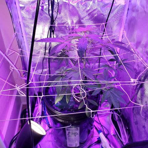 Unknown strain growlog timeline photo