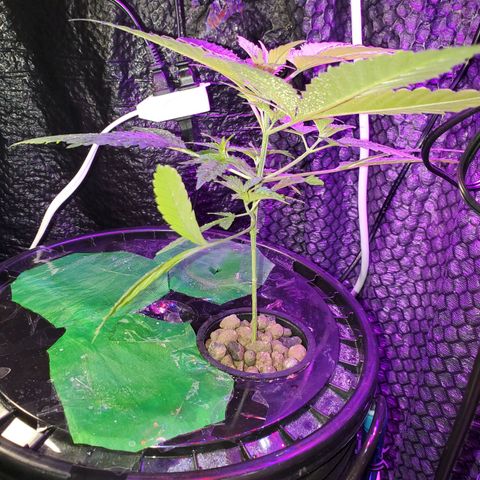 Unknown strain growlog timeline photo