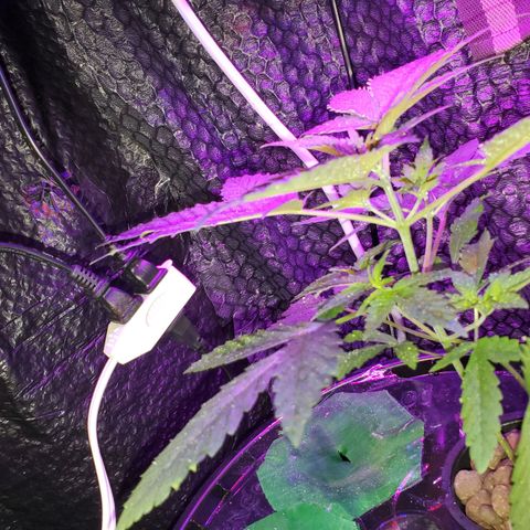 Unknown strain growlog timeline photo